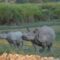 One Horn Rhino